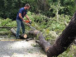 Leaf Removal in Sunnyside, WA