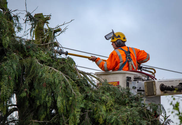 Best Fruit Tree Pruning  in Sunnyside, WA