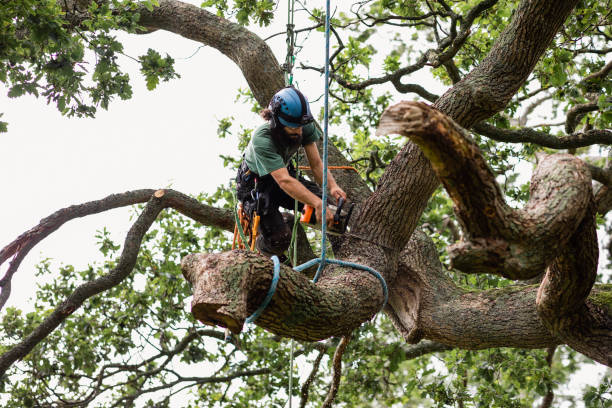 Professional Tree Services in Sunnyside, WA