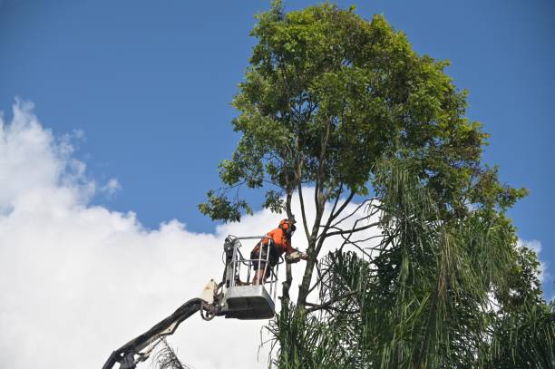 Best Storm Damage Tree Cleanup  in Sunnyside, WA