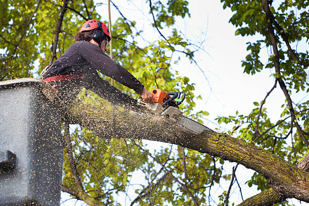 Best Tree Removal Service  in Sunnyside, WA