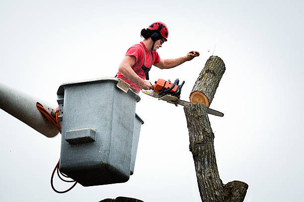 Best Leaf Removal  in Sunnyside, WA