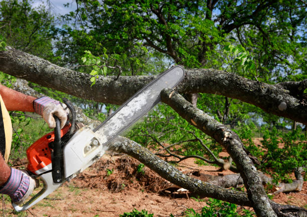 How Our Tree Care Process Works  in  Sunnyside, WA